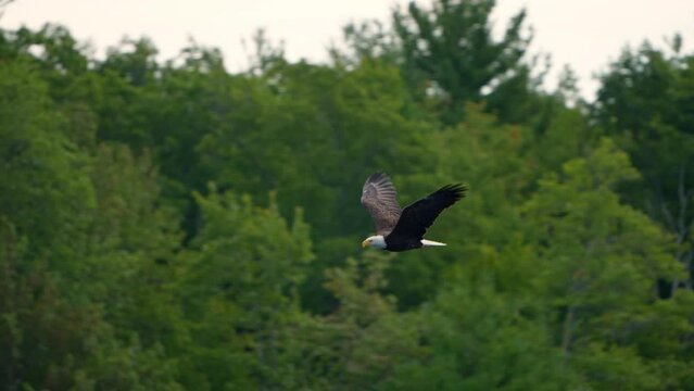 Majestic Bald Eagle flying in slow motion. Close-up bird Eagle flying low past trees and fall colors as it flaps wing. 120 fps slow motion. 