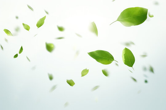 Captivating image of bunch of green leaves gracefully floating through air. Perfect for adding touch of nature and freshness to any project or design.