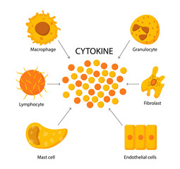 Cytokine structure vector concept