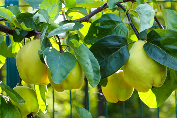 Branch of tree with ripe yellow quince fruits.