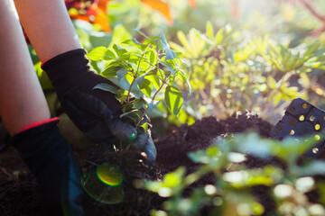 Gardener planting young panicle hydrangea into soil. Autumn seasonal work. Outdoor hobby. Close up