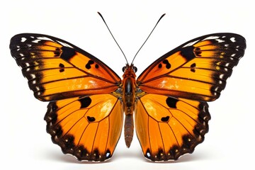 Butterfly on transparent background. Generative AI
