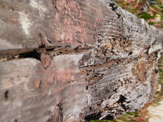 Old Wood Texture