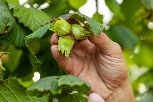 Close-up of man's farmer hands plucks collects ripe hazelnuts from deciduous hazel tree bunch in garden. Growing raw nuts fruit on plantation field. Harvest autumn farm time. Healthy natural eco food