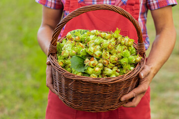 Close-up of man farmer hands shows good harvest of raw hazelnuts holding a full basket in garden....
