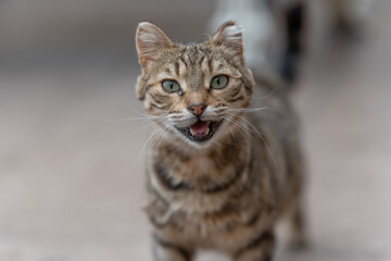 portrait of a grey cat