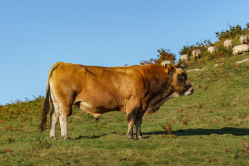 Cow bull standing on meadow during golden hour at evening in Basque Country, Spain