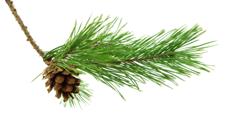 Conifer pine tree cone. coniferous twigs with fir needle foliage. pine on transparent, png. Medicinal plants. New Year.