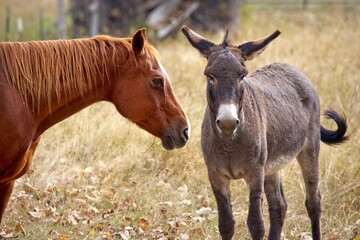 Donkey and horse together.