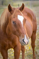 Portrait of a chestnut colored horse.