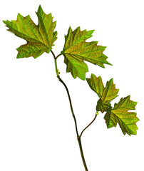Leaf maple.Autumn leaves.Fall.september or october.Canadian tree. thanksgiving and beautiful season. on transparent, png