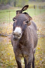 Fototapeta premium Donkey mugging for the camera.