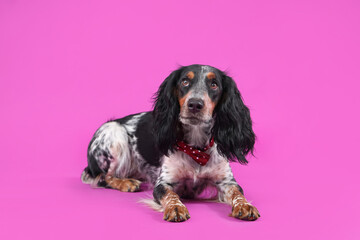 Cute cocker spaniel with bow tie lying on purple background