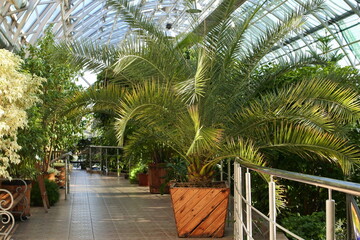 Fototapeta na wymiar Arboretum of tropical plants. Tropical palm trees in the greenhouse. Botanical garden under the dome. A palm tree in a tub.