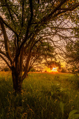 Solitary tree in a green field with tall grass, against a backdrop of golden sunset.