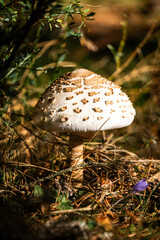 Mushrooms in Sierra Guadarrama (Peguerinos)