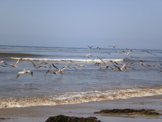 Pelicans on the beach