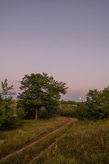 Winding dirt road in a green evening field, with green trees growing nearby, against a backdrop of blue sky and a small white moon.