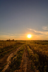 Fototapeta na wymiar Dirt road in a green field, leading to a large sun, during the golden hour, with sun glares.