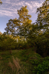 Obraz premium Green trees near a field with green grass, against a backdrop of blue sky and white clouds