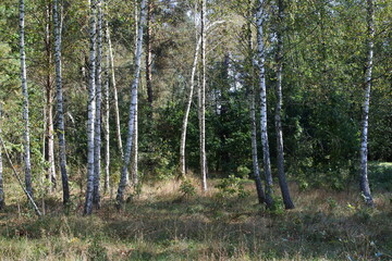 Autumn forest in Belovezhskaya Pushcha. Belarusian mixed forest.