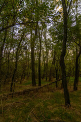 A large fallen branch in a green forest, covered in tall yellow grass, lying on green grass