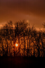 Bright orange sun obscured by silhouettes of bare trees against an orange cloudy sky.