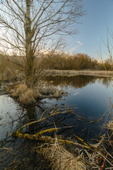 A lake that overflowed and flooded the rural road, with a large tree and yellow reeds growing nearby, with a fallen branch in the foreground and blue sky in the background