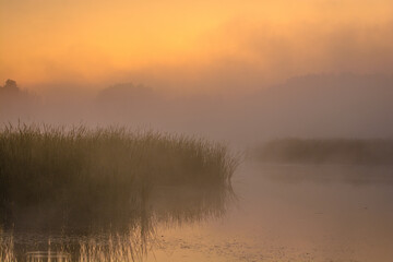 Green reeds growing in a misty lake at dawn, with thick fog and tree silhouettes in the background, against a yellow sky