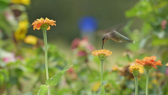 Young male Ruby-throated Hummingbird carefully feeding on a Zinnia flower on a windy day, circling it while hovering; in slow motion