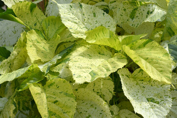 葉模様　自然の造形