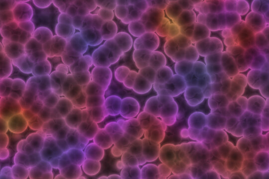 Shape of bacterial cell: cocci, bacilli, spirilla bacteria