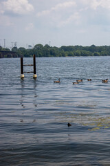 ducks on the lake