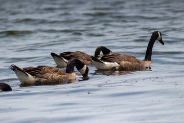 canadian geese on the lake