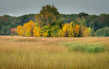 landscape of Minnesota countryside trees with autumn colors of yellow and brown