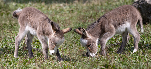 Donkey, Adorable Twin Baby Donkeys.  Sweet Little Grey Siblings in the Grass.  Photography. 