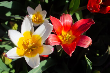 Fototapeta premium Blooming tulip flowers in spring as floral background