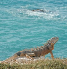 Colorful iguana posing on the cliff overlooking the blue waters of Caribbean Sea on the island of Puerto Rico.