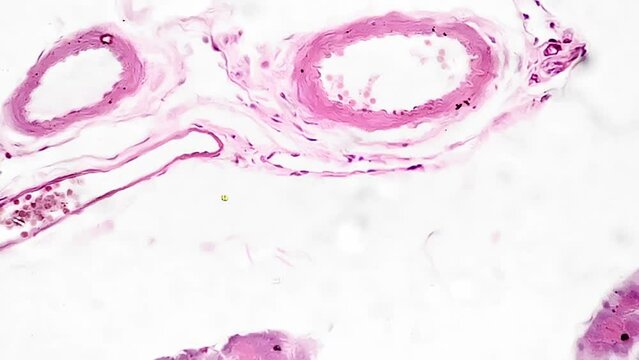 Macro scientific slide of human pancreas tissue magnified under microscope 400 on bright field background. Sample of digestive system organ located in the abdomen. Research of people anatomy concept