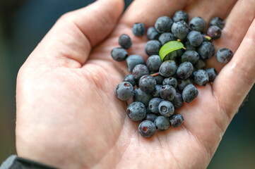 Naklejka na ściany i meble Group of wild blueberries on humans hand.