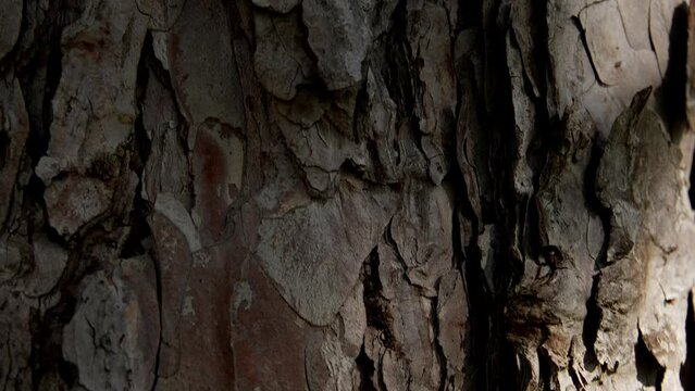 The bark of a coniferous tree. Pine in the forest. Travel in Montenegro.