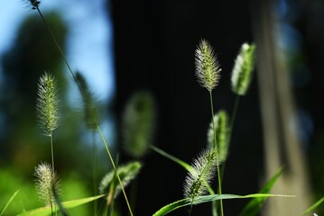Green bristle grass / Fox tail grass ( Setaria viridis ). Poaceae annual weeds. Column-shaped...