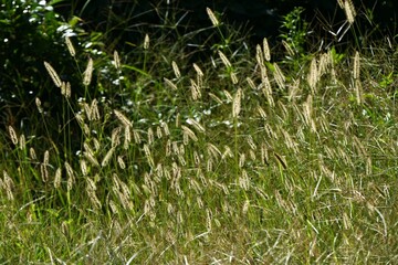 Green bristle grass / Fox tail grass ( Setaria viridis ). Poaceae annual weeds. Column-shaped inflorescences with many hairs and a brush-like appearance.