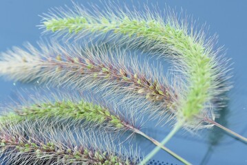 Green bristle grass / Fox tail grass ( Setaria viridis ). Poaceae annual weeds. Column-shaped inflorescences with many hairs and a brush-like appearance. - obrazy, fototapety, plakaty