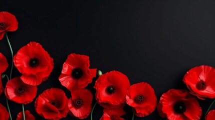 many red poppies isolated on a white copy space background
