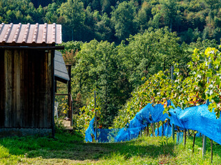 Weinberg im Frühherbst