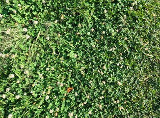 Fototapeta premium green grass background. green background. background of grass.