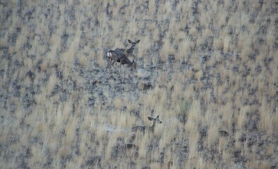 Disguised as rocks, mule deer are feeding on prairie's grass, exposing themselves to a photographer’s keen eye. Oregon, USA.