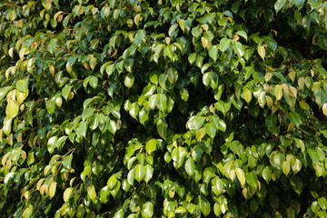 Ficus leaves