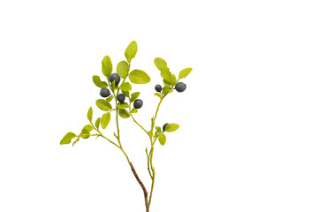 branches with wild forest blueberries and leaves. Isolate on white.